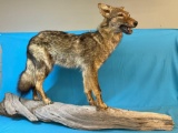 Beautiful full body mount coyote on driftwood