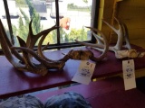 Deer mount, sheds