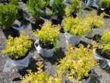 4 gold mound spirea