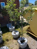 Fuji apple tree bid x 4