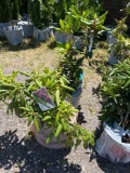 dandy man purple rhododendron bid x 3