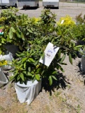 red rhododendron bid x 4
