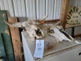 pair of cows skulls
