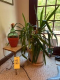 House Plant, Plant Stand, Jug