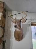 whitetail deer mount