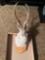 Jackalope Mount