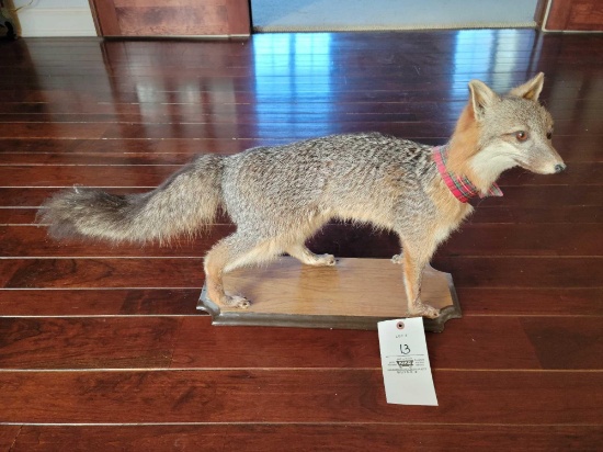 Gray fox taxidermy mount