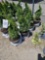 Emerald green arborvitae, bid x 4