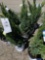 Blue Point juniper, bid x 4