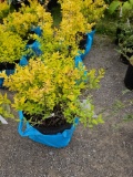 Gold mound spirea, bid x 4