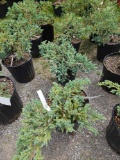 Grey owl junipers, bid x 4