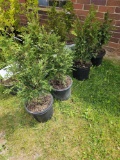 Green Giant arborvitae, bid x 4