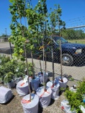 Japanese lilac trees, bid x 4