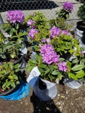 Rhododendron, purple, bid x 4