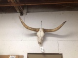 European long horn mount and extra skull mount