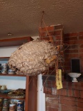 Hanging Trophy Wasp/Hornets Nest