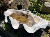 Large Clam Shell