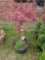 Japanese maple