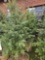 Colorado blue spruce, 6-8ft, bid x 4