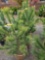 White pine trees, bid x 4