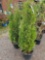 Emerald green arborvitae, bid x 2