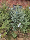 Colorado blue spruce, 6-8ft, bid x 4