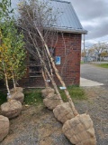 River birch trees, bid x 4