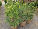 White pine trees, bid x 4
