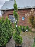 Emerald green arborvitae, spiral