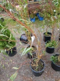 Golden curl willow, bid x 4