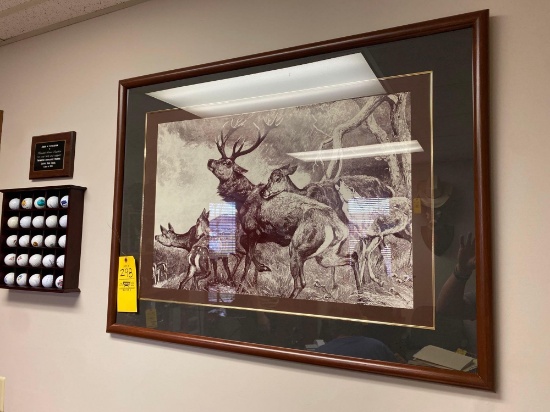 Elk Picture - Raccoon Picture