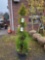 Emerald green arborvitae spiral