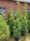 Arborvitae bid x 4