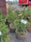 Norway Spruce bid x 4