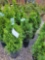 Emerald Green Arborvitae bid x 4