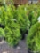 Emerald Green Arborvitae bid x 4