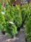 Emerald Green Arborvitae bid x 4