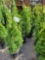 Emerald Green Arborvitae bid x 4