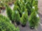 Emerald Green Arborvitae bid x 4