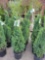 Junipers bid x 4