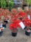 Red Azaleas bid x 4