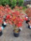 Red Azaleas bid x 4