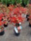 Red Azaleas bid x 4