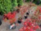 Red Azaleas bid x 4