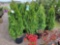 Emerald Green Arborvitae bid x 4