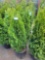 Emerald Green Arborvitae bid x 4