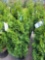 Emerald Green Arborvitae bid x 4