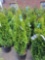 Emerald Green Arborvitae bid x 4