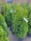 Emerald Green Arborvitae bid x 4