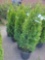 Emerald Green Arborvitae bid x 4